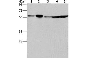 Western Blot analysis of Hela, 293T, A549, HT-29 and K562 cell using NUP50 Polyclonal Antibody at dilution of 1:200 (NUP50 antibody)