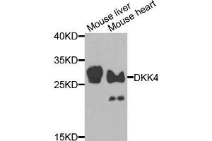 Western blot analysis of extracts of mouse liver and mouse heart cells, using DKK4 antibody. (DKK4 antibody)
