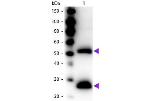 Western blot of Peroxidase conjugated Goat F(ab’)2 Anti-Mouse IgG secondary antibody. (Goat anti-Mouse IgG (Whole Molecule) Antibody (HRP) - Preadsorbed)