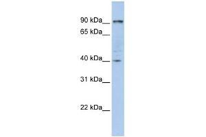 WB Suggested Anti-PYGB Antibody Titration:  0. (PYGB antibody  (N-Term))