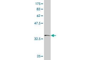 SH3BP4 antibody  (AA 1-110)