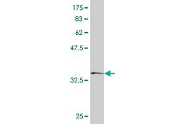 SH3BP4 antibody  (AA 1-110)