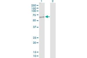 Western Blot analysis of NKD1 expression in transfected 293T cell line by NKD1 MaxPab polyclonal antibody. (NKD1 antibody  (AA 1-470))