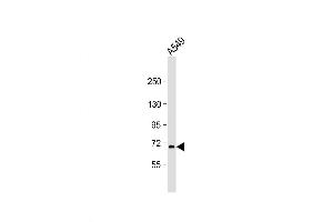 Western Blot at 1:2000 dilution + A549 whole cell lysate Lysates/proteins at 20 ug per lane. (RNF43 antibody  (C-Term))