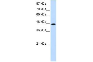 TRIT1 antibody used at 2. (TRIT1 antibody  (C-Term))