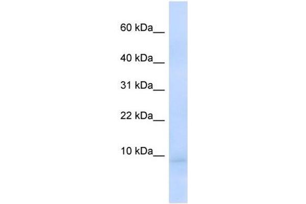 CEND1 antibody  (N-Term)