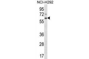 Western Blotting (WB) image for anti-Adenomatosis Polyposis Coli Down-Regulated 1 (APCDD1) antibody (ABIN2997298) (APCDD1 antibody)