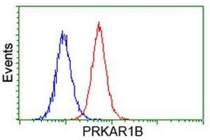 Image no. 1 for anti-Protein Kinase, CAMP-Dependent, Regulatory, Type I, beta (PRKAR1B) antibody (ABIN1500406) (PRKAR1B antibody)