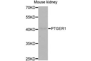 Western blot analysis of extracts of mouse kidney, using PTGER1 antibody (ABIN5971507) at 1:400 dilution.