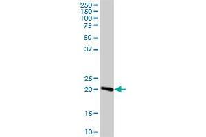 C9orf100 MaxPab polyclonal antibody. (C9orf100 antibody  (AA 1-335))