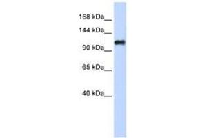 Image no. 1 for anti-Nidogen 2 (NID2) (AA 1044-1093) antibody (ABIN6743485) (NID2 antibody  (AA 1044-1093))