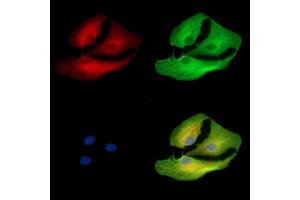 ABIN7096454 and ABIN7100518 staining  cells by IF/ICC. (UGT2B28 antibody)
