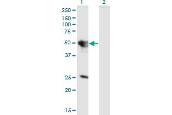 TUFT1 antibody  (AA 241-350)