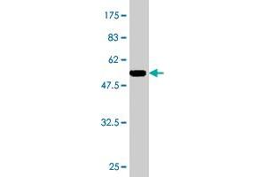 Western Blot detection against Immunogen (50. (GSTA1 antibody  (AA 1-222))