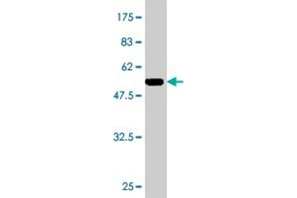 GSTA1 antibody  (AA 1-222)