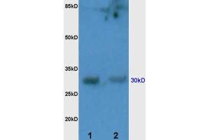SDS-PAGE (SDS) image for anti-Programmed Cell Death 1 (PDCD1) (AA 201-288) antibody (ABIN735608)