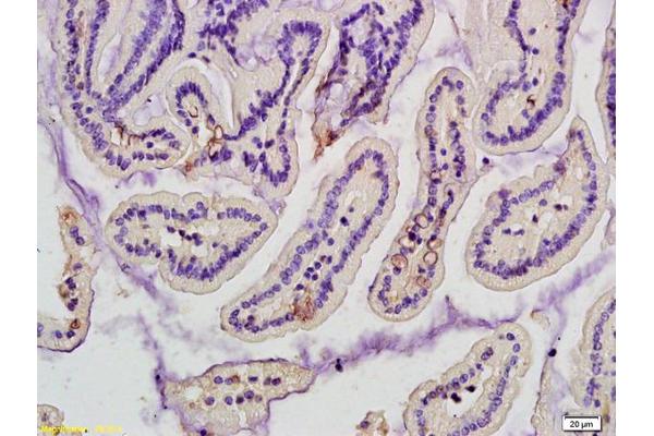 MBP/MBL antibody  (AA 31-130)