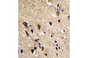 Immunohistochemical staining of formalin-fixed and paraffin-embedded human brain reacted with TUBB1 monoclonal antibody  at 1:10-1:50 dilution. (TUBB1 antibody)