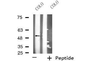 Kcng2 antibody  (Internal Region)