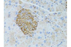 Immunohistochemistry of paraffin-embedded rat pancreas using OCLN antibody.