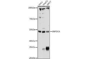 Western blot analysis of extracts of various cell lines, using DEPDC6 Rabbit pAb (ABIN6130266, ABIN6139536, ABIN6139537 and ABIN6225007) at 1:1000 dilution. (DEPTOR antibody  (AA 1-220))