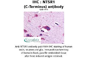 Image no. 1 for anti-Neurotensin Receptor 1 (High Affinity) (NTSR1) (C-Term) antibody (ABIN1737566) (NTSR1 antibody  (C-Term))