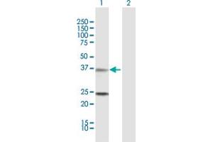 Western Blot analysis of TNNT2 expression in transfected 293T cell line by TNNT2 MaxPab polyclonal antibody. (Cardiac Troponin T2 antibody  (AA 1-295))