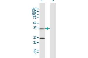 Western Blot analysis of TNNT2 expression in transfected 293T cell line by TNNT2 MaxPab polyclonal antibody. (Cardiac Troponin T2 antibody  (AA 1-295))
