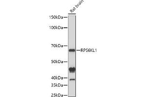 Western blot analysis of extracts of Rat brain cells, using RPS6KL1 antibody (ABIN6130681, ABIN6147242, ABIN6147243 and ABIN6223376) at 1:1000 dilution.