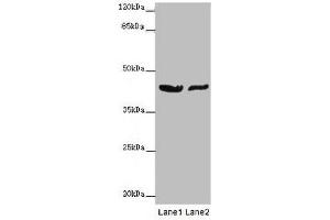 Western blot All lanes: GATA1 antibody at 7 μg/mL Lane 1: MCF-7 whole cell lysate Lane 2: A549 whole cell lysate Secondary Goat polyclonal to rabbit IgG at 1/10000 dilution Predicted band size: 43, 36, 35 kDa Observed band size: 43 kDa (GATA1 antibody  (AA 39-153))