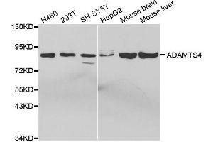 Western Blotting (WB) image for anti-ADAM Metallopeptidase with Thrombospondin Type 1 Motif, 4 (ADAMTS4) antibody (ABIN1870806) (ADAMTS4 antibody)