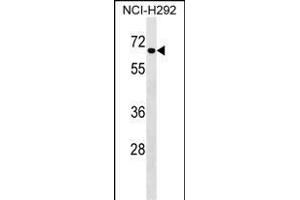 DYRK4 Antibody (Center) (ABIN1538325 and ABIN2848691) western blot analysis in NCI- cell line lysates (35 μg/lane).