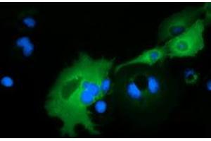 Anti-ARHGAP25 mouse monoclonal antibody (ABIN2452779) immunofluorescent staining of COS7 cells transiently transfected by pCMV6-ENTRY ARHGAP25 (RC217414). (ARHGAP25 antibody)