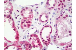 Anti-TRIM33 / TIF1-Gamma antibody IHC staining of human kidney. (TRIM33 antibody  (C-Term))