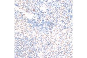 Immunohistochemistry of paraffin-embedded mouse spleen using HMGN1 antibody. (HMGN1 antibody)