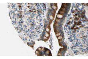 ABIN6268662 at 1/100 staining Mouse intestine tissue by IHC-P. (GJB2 antibody  (Internal Region))