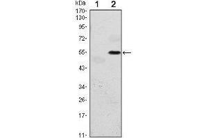 Western Blot showing EIF2AK3 antibody used against HEK293 (1) and EIF2AK3 (AA: 929-1116)-hIgGFc transfected HEK293 (2) cell lysate.