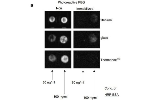 BSA Protein (HRP)