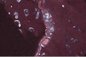 Immunofluorescent staining of rabbit cerebrum. (Annexin A2 antibody  (AA 1-97))