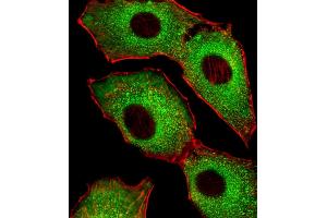 Fluorescent image of A549 cells stained with CDK5 Antibody (C-term) (ABIN6242783 and ABIN6577637). (CDK5 antibody  (C-Term))