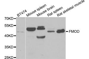 Western blot analysis of extracts of various cell lines, using FMOD antibody. (Fibromodulin antibody)