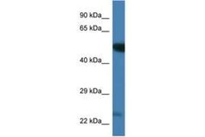 Image no. 1 for anti-Polo-Like Kinase 3 (PLK3) (AA 385-434) antibody (ABIN6746339) (PLK3 antibody  (AA 385-434))