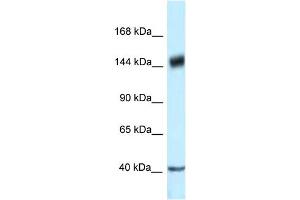 WB Suggested Anti-PELP1 Antibody Titration: 1. (PELP1 antibody  (C-Term))