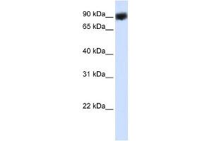 HSP90B1 antibody used at 1 ug/ml to detect target protein. (GRP94 antibody)