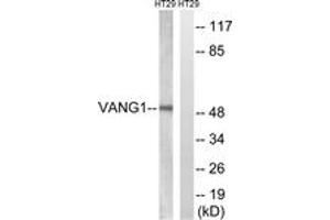 Western blot analysis of extracts from HT-29 cells, using VANGL1 Antibody. (Vangl1 antibody  (AA 301-350))