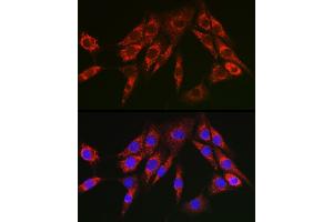 Immunofluorescence (IF) image for anti-Cytochrome C, Somatic (CYCS) (AA 1-105) antibody (ABIN3020719)