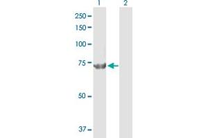 Western Blot analysis of CPSF3 expression in transfected 293T cell line by CPSF3 MaxPab polyclonal antibody. (CPSF3 antibody  (AA 1-684))