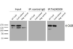 Immunoprecipitation (IP) image for anti-CRISPR-Cas9 (AA 1150-1200) antibody (ABIN2670026) (CRISPR-Cas9 (AA 1150-1200) antibody)