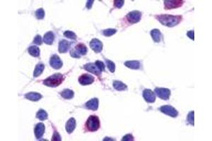 Anti-GPR137B / TM7SF1 antibody immunocytochemistry (ICC) staining of HEK293 human embryonic kidney cells transfected with GPR137B / TM7SF1. (GPR137B antibody  (Cytoplasmic Domain))