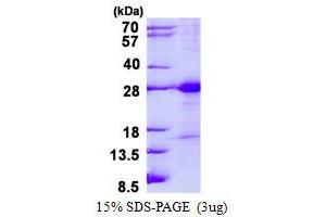 Junctional Adhesion Molecule 3 (JAM3) (AA 32-241) protein (His tag)